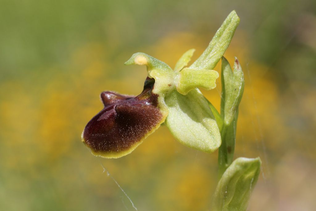 Aiuto e conferma identificazione orchidee